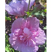 Гібіскус Арденс (Hibiscus syriacus Ardens)